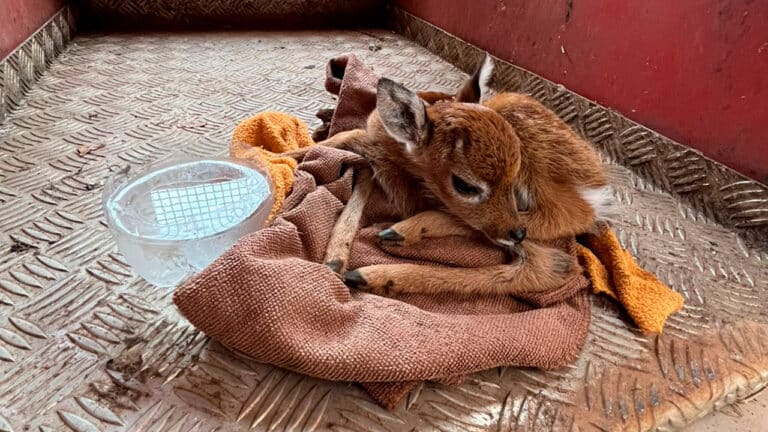 Veadinho com a pata quebrada é resgatado em estrada rural de João Pinheiro