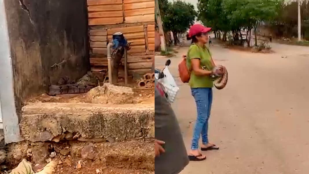 Corajosa! Mulher pega cobra  com as mãos para salvá-la e solta em matagal em João Pinheiro; veja o vídeo