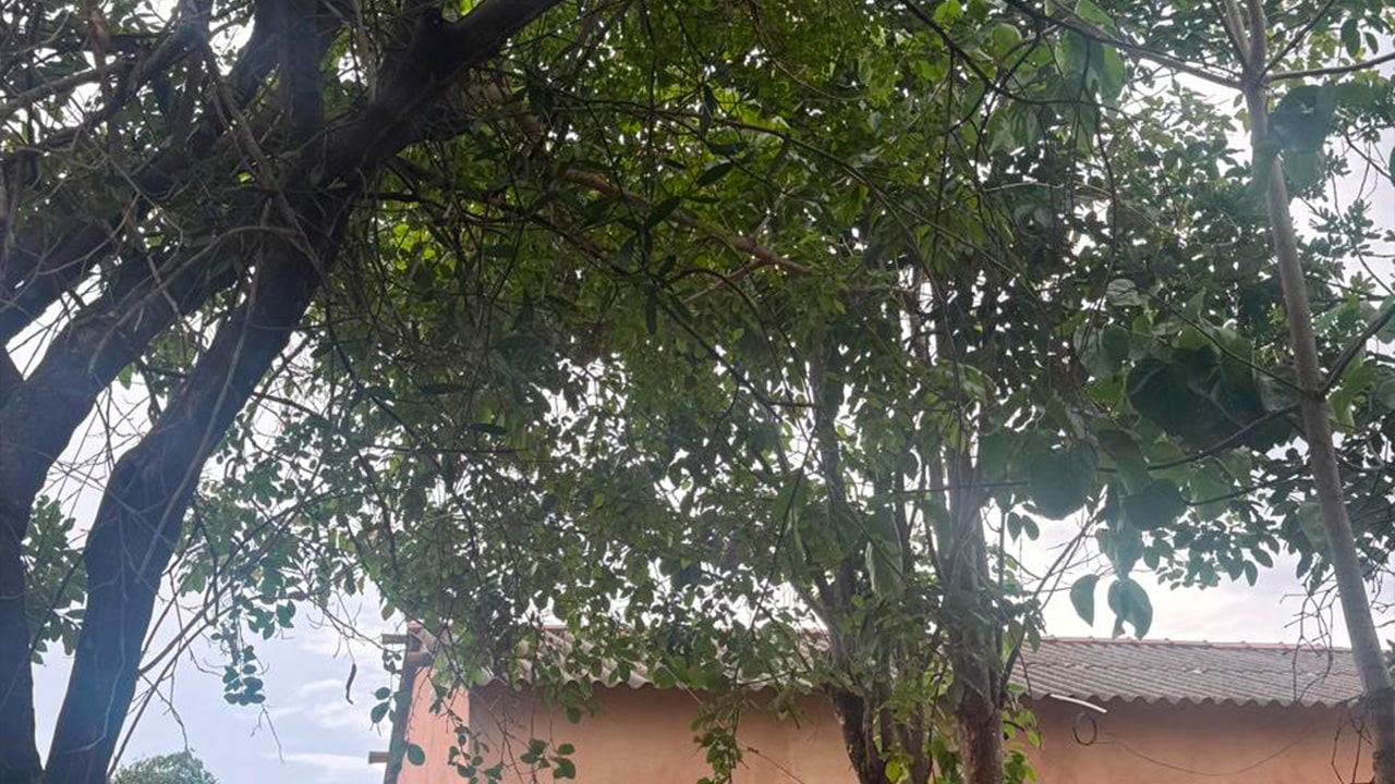 Morador dá de cara com jiboia gigante de quase 3 metros no quintal de casa e liga para os bombeiros em João Pinheiro