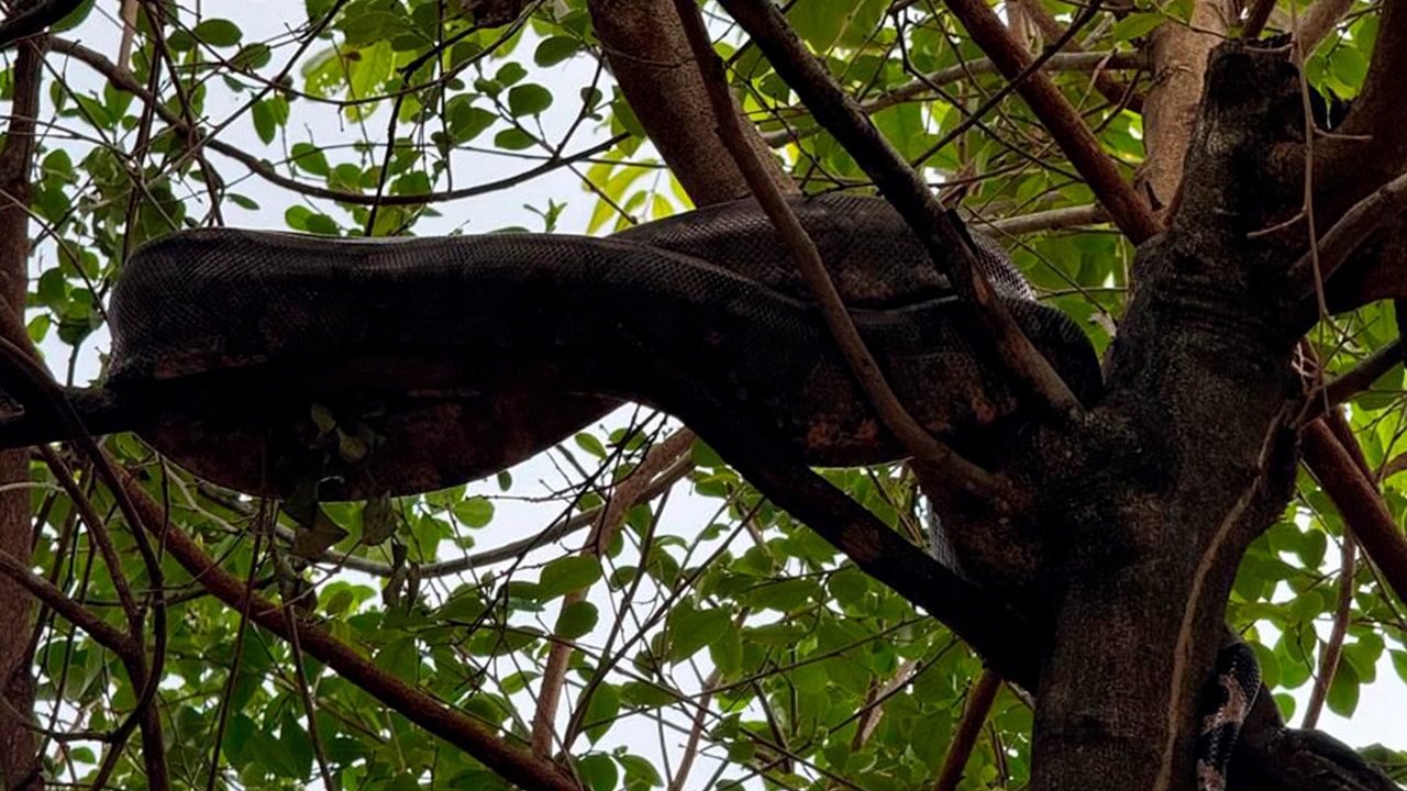 Morador dá de cara com jiboia gigante de quase 3 metros no quintal de casa e liga para os bombeiros em João Pinheiro