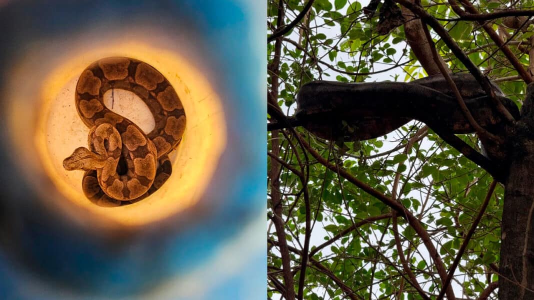 Morador dá de cara com jiboia gigante de quase 3 metros no quintal de casa e liga para os bombeiros em João Pinheiro