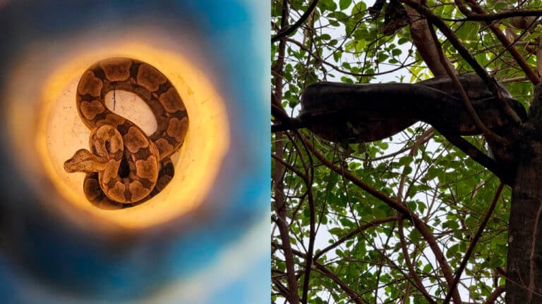 Morador dá de cara com jiboia gigante de quase 3 metros no quintal de casa e liga para os bombeiros em João Pinheiro