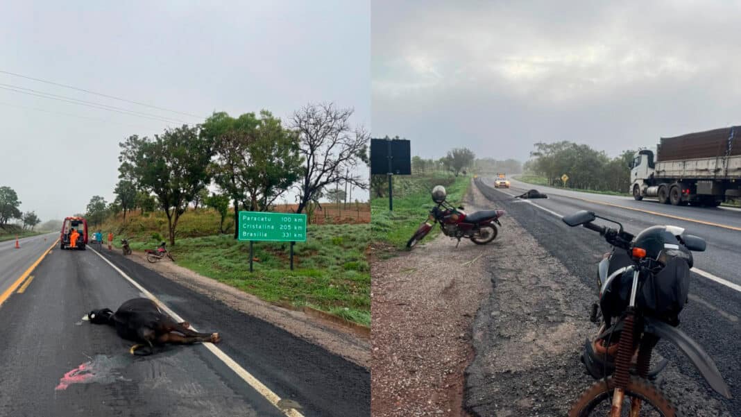Vaca na pista causa acidente e deixa motociclista ferido na BR-040, em João Pinheiro