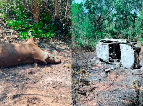 Após bater em anta, idoso sai ileso de capotamento e vê carro virar bola de fogo na MG-181 em João Pinheiro
