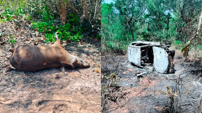 Após bater em anta, idoso sai ileso de capotamento e vê carro virar bola de fogo na MG-181 em João Pinheiro
