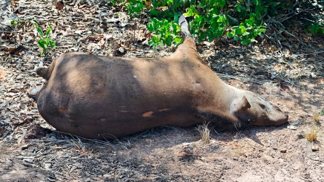 Após bater em anta, idoso sai ileso de capotamento e vê carro virar bola de fogo na MG-181 em João Pinheiro