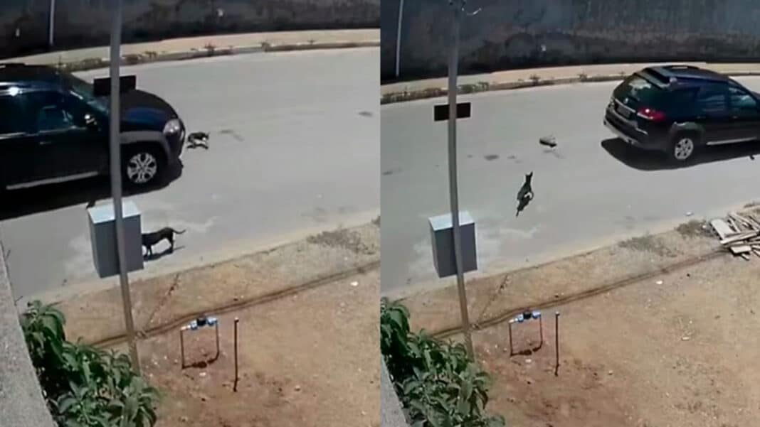 Motorista atropela e mata cachorrinha e vai embora como se nada tivesse acontecido em João Pinheiro