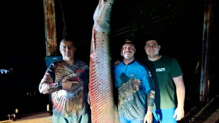História de pescador? Pirarucu gigante de 124 kg e 2 metros é fisgado em Minas Gerais