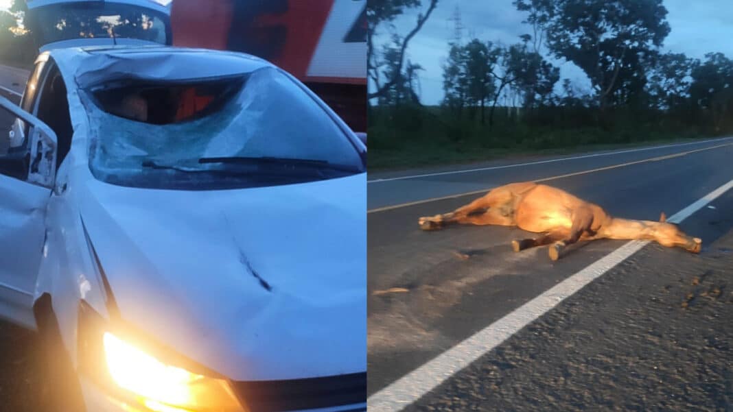 Animal solto na BR-040 causa acidente com família de João Pinheiro; criança de 4 anos estava no carro