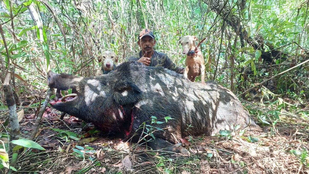 Com superpopulação da praga, João Pinheiro terá caça de javalis liberada o ano todo por nova lei