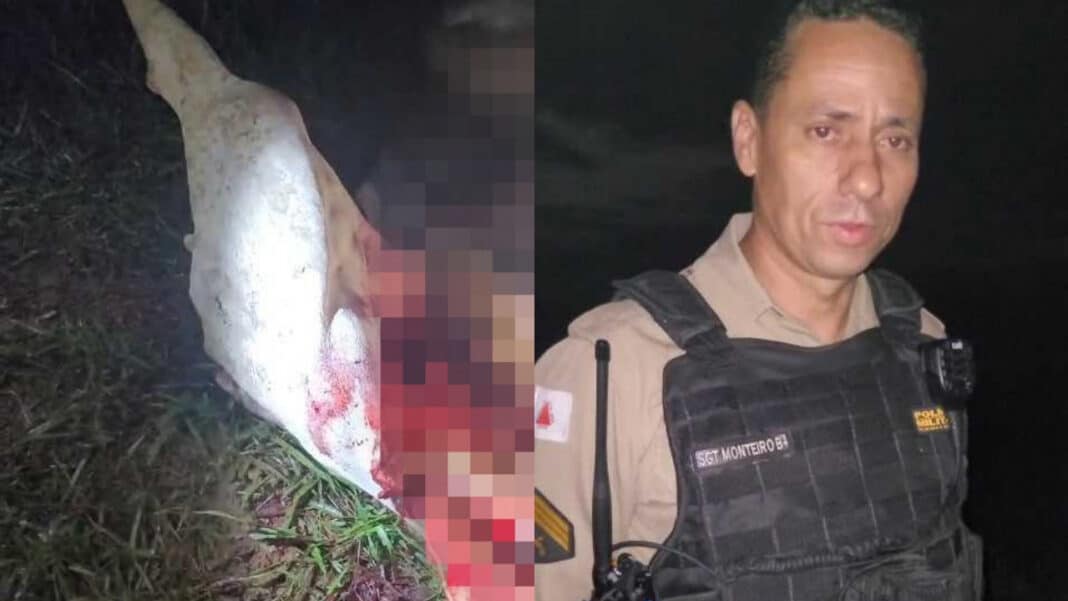 Ladrões matam vaca Nelore a tiros, voltam para buscar a carne e acabam presos em flagrante em Patos de Minas