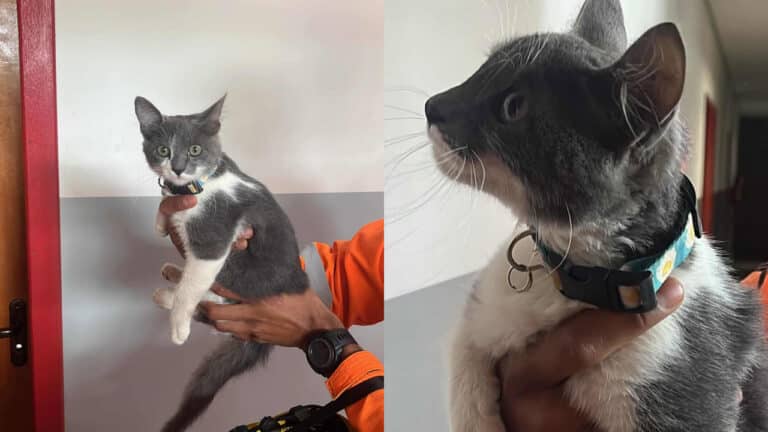 Bombeiros resgatam gatinho que ficou preso em forro de casa e procuram pelo dono em João Pinheiro