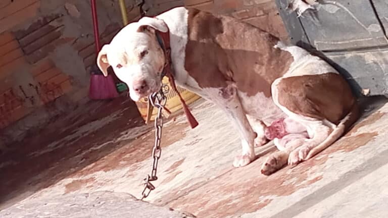 "Cena de horror": pitbull é resgatado em estado deplorável e tutor é preso por maus-tratos em João Pinheiro