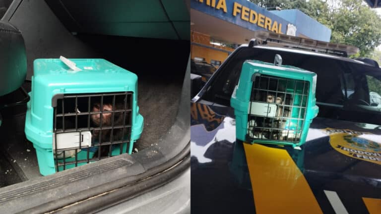 Macaco-prego é resgatado pela PRF em Paracatu dentro de carro roubado usado em assaltos no Rio