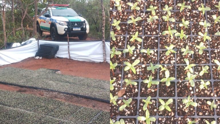 Polícia descobre plantação de 2 mil mudas de maconha e é recebida a tiros em João Pinheiro; traficantes fugiram