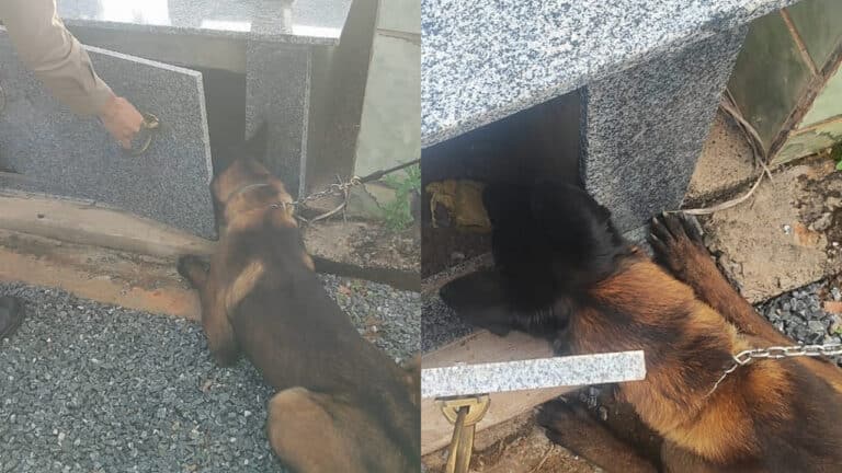 Cão farejador encontra crack escondido em túmulo de cemitério e casal é preso por tráfico em Varjão de Minas