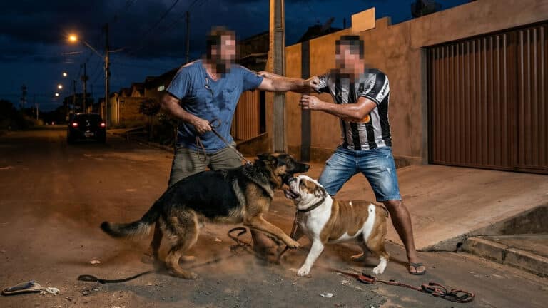 Pastor alemão e buldogue brigam na rua e donos saem no tapa em João Pinheiro