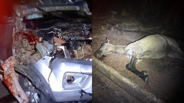 Cavalo solto na pista! Caminhonete bate em animal na MG-181 e fica destruída em João Pinheiro