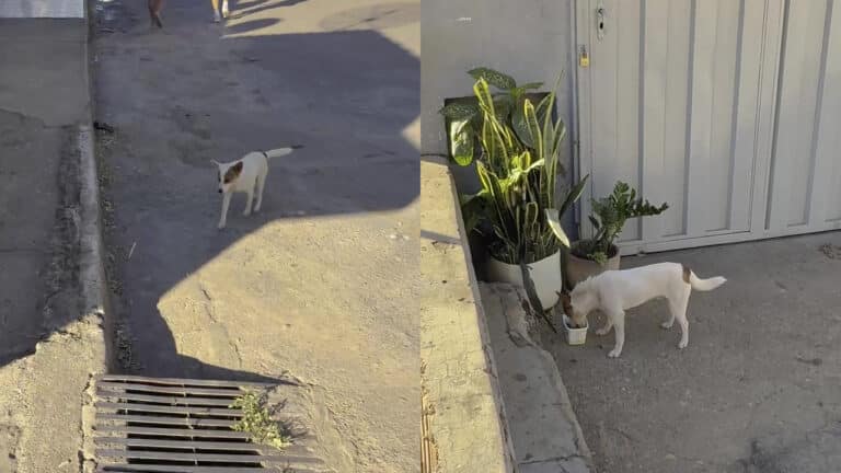 De cortar o coração! Cãozinho fiel espera na porta de casa por família que se mudou e o abandonou em João Pinheiro