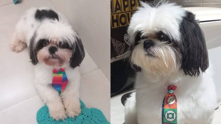 De cortar o coração! Cachorrinho que toma remédios tarja preta para crises neurológicas some em João Pinheiro