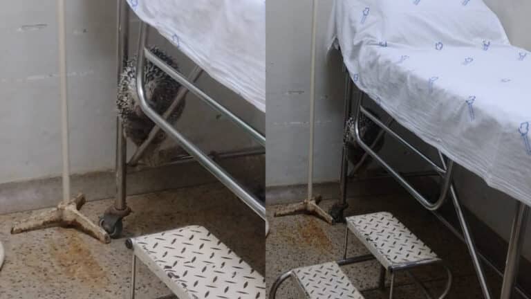 Porco-espinho se esconde sob maca em hospital e chama atenção de funcionários em Presidente Olegário