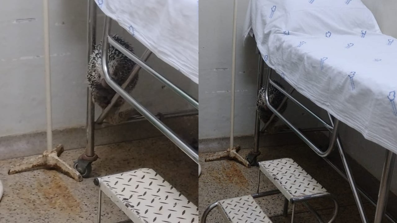Porco-espinho se esconde sob maca em hospital e chama atenção de funcionários em Presidente Olegário