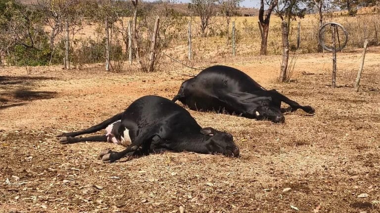 Produtor rural amarga grande prejuízo após gado morrer sob suspeita de envenenamento em Presidente Olegário