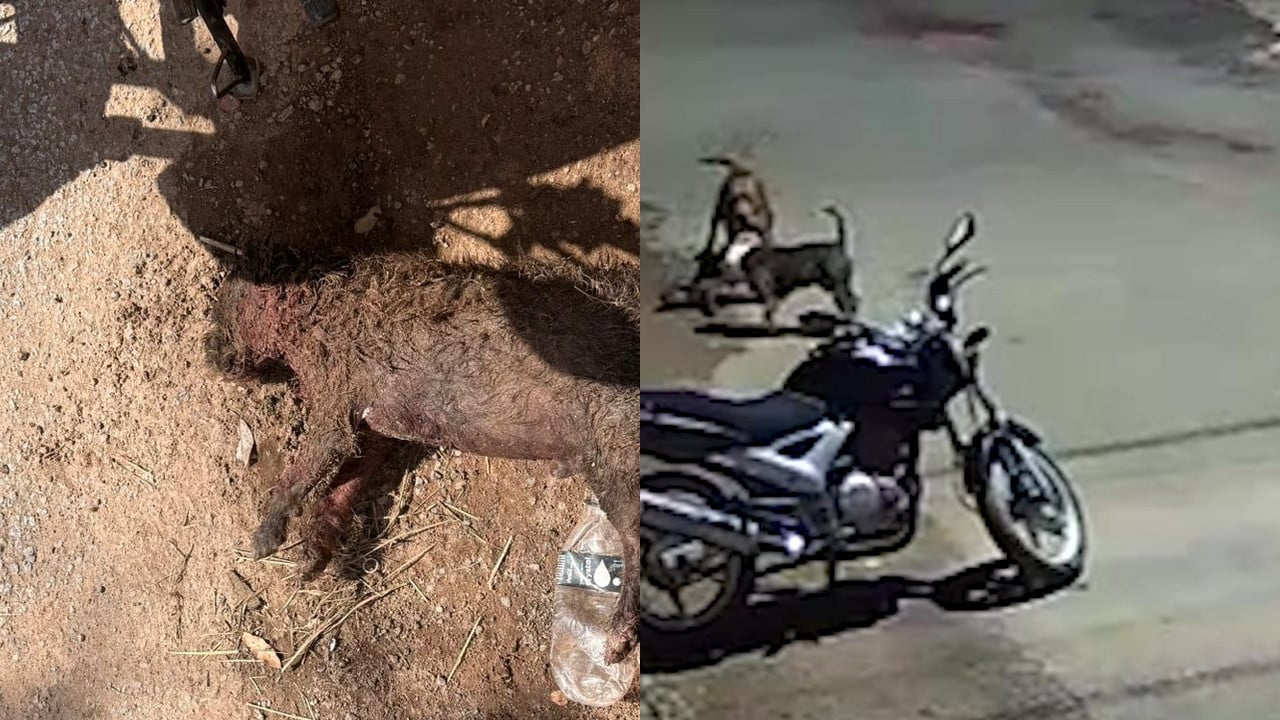 "Chocolate" para uns, "Caroço de Manga" para outros, cão comunitário é morto por pit bulls em João Pinheiro