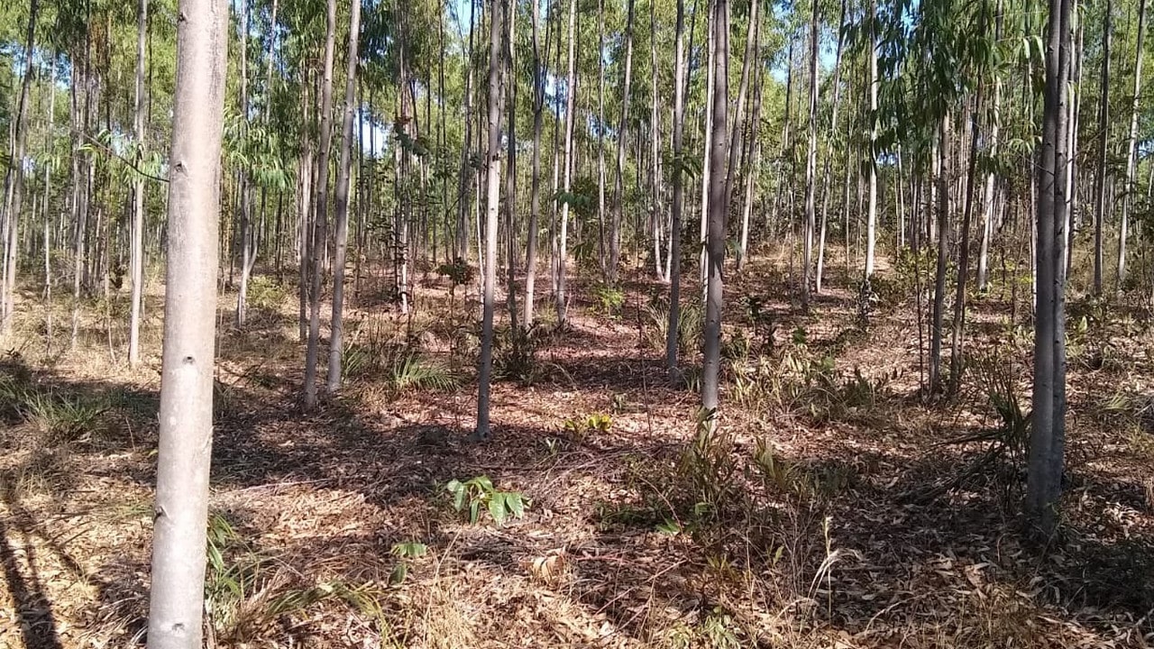 Nova pista leva forças de segurança a iniciar novas buscas pelo corpo de Eduardo Adelino em João Pinheiro Nova pista leva forças de segurança a iniciar novas buscas pelo corpo de Eduardo Adelino em João Pinheiro