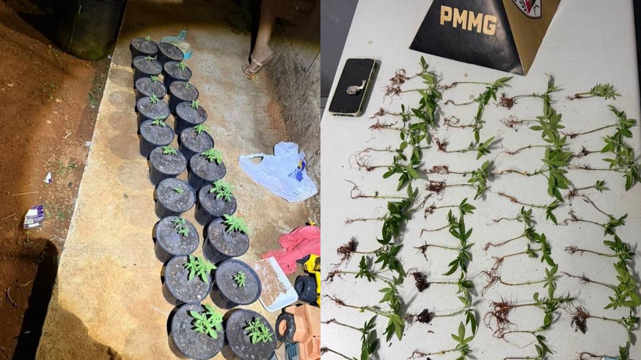 Mulher é presa com mais de 50 pés de maconha e diz que plantava droga para consumo próprio em Minas Gerais