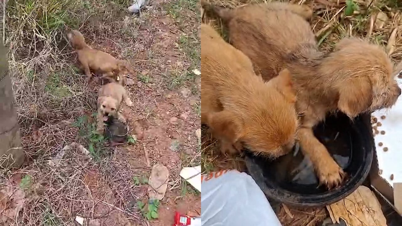 Abandonados sem água e comida, filhotinhos correm chorando atrás de homem que passava por estrada em João Pinheiro