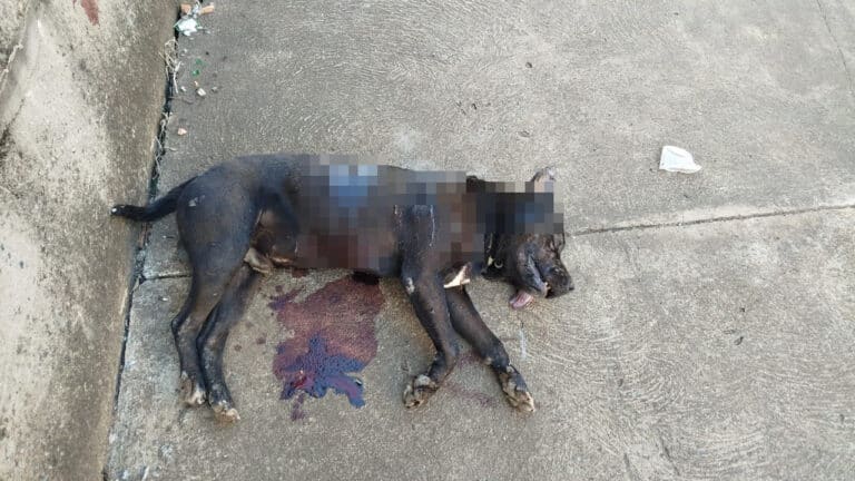 Maus-tratos ou legítima defesa? Pit bull que atacou outro cachorro morre após levar quatro facadas em João Pinheiro