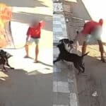 Homem esfaqueia pit bull para salvar seu próprio cão durante ataque em distrito de João Pinheiro