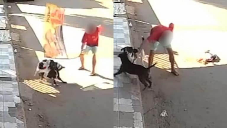 Vídeo mostra o exato momento em que homem dá facadas em pit bull para defender o próprio cachorro em João Pinheiro